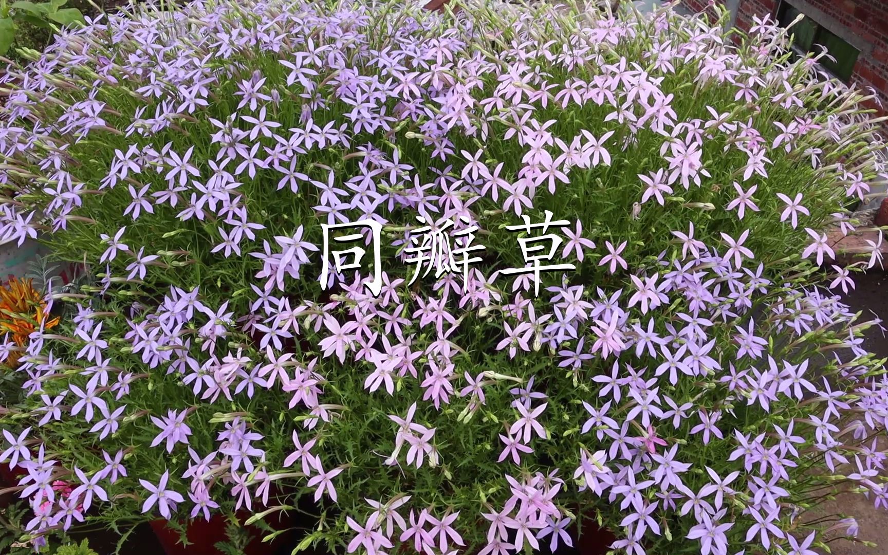 【同瓣草】广东也有自己的专属草花,我用1年5个月证明它同样优秀哔哩哔哩bilibili