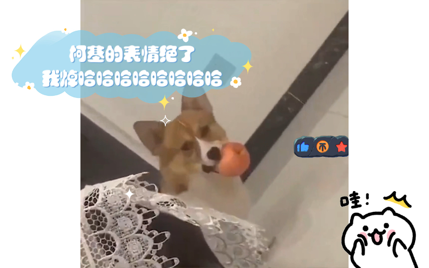 柯基的表情绝了我焯哈哈哈哈哈哈哈哈哔哩哔哩bilibili