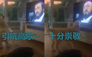 下载视频: 小天才！狗子听到帕瓦罗蒂歌声 激动地跟着“合唱” 可惜没唱上去