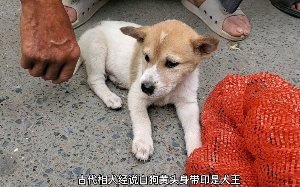 赶集偶遇好犬就马上拿下,古书相狗经说白犬黄头身带印是狗王哔哩哔哩bilibili