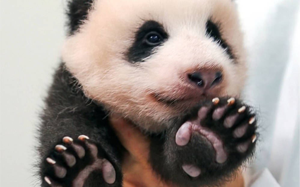 5爱宝乐园ins更新福宝小时候的照片!cr:witheverland