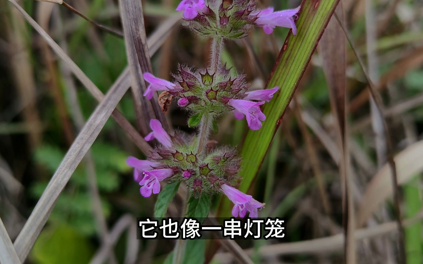 风轮菜和夏枯草有点像,它也叫断血流,是生产断血流片的主要原料哔哩哔哩bilibili