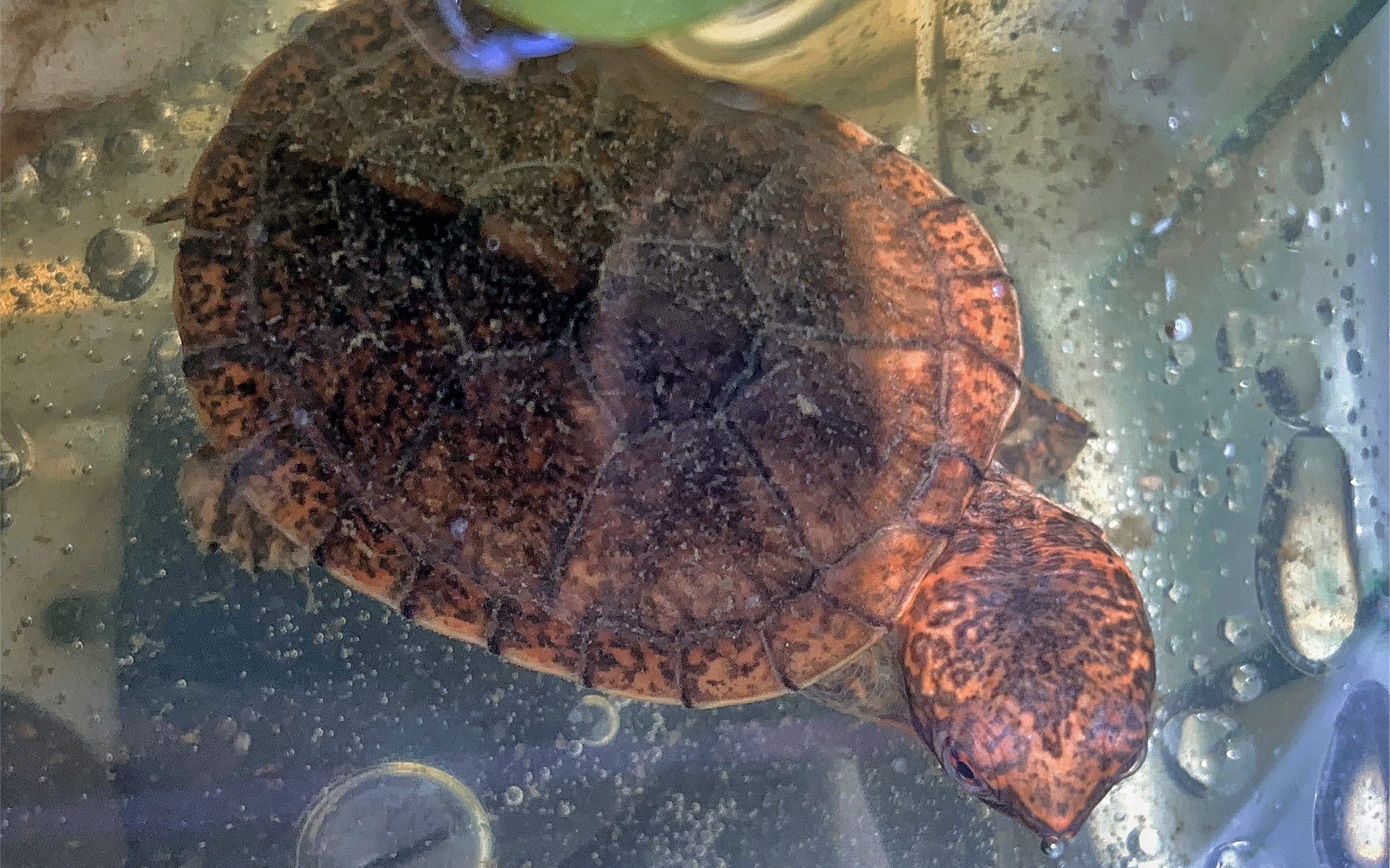 顶级斑纹泥龟斑纹蛋龟