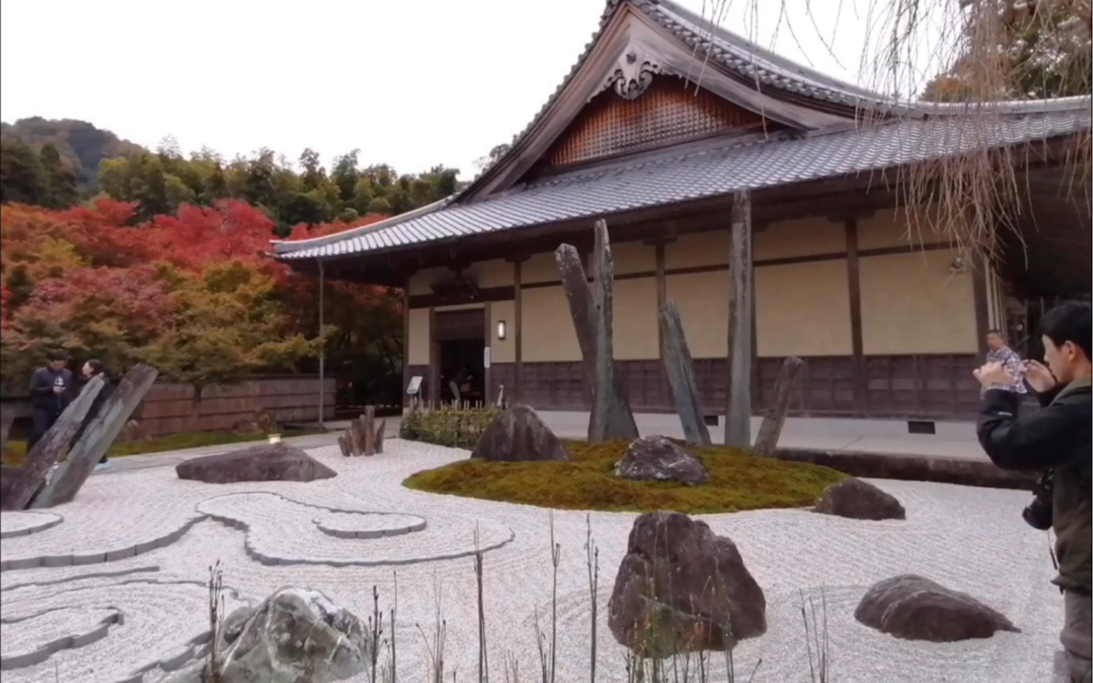 日式禅院〗京都圆光寺的奔龙庭和红叶