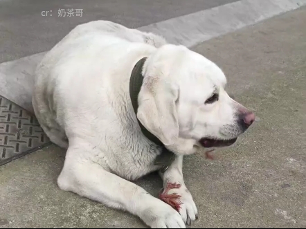 这狗一看就是湖南籍的 #槟榔 #拉布拉多 #搞笑