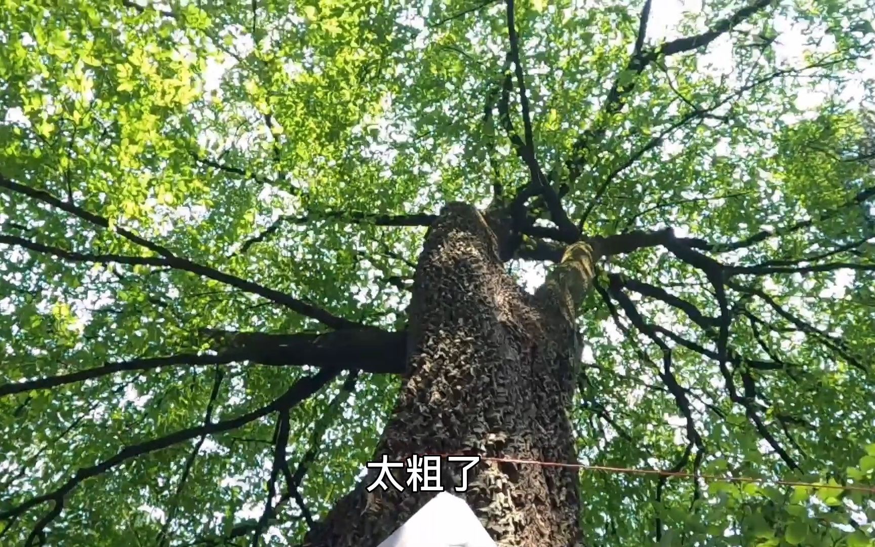 四川都江堰不得不去的地方,有人不远万里慕名而去,仙景风景秀丽哔哩哔哩bilibili