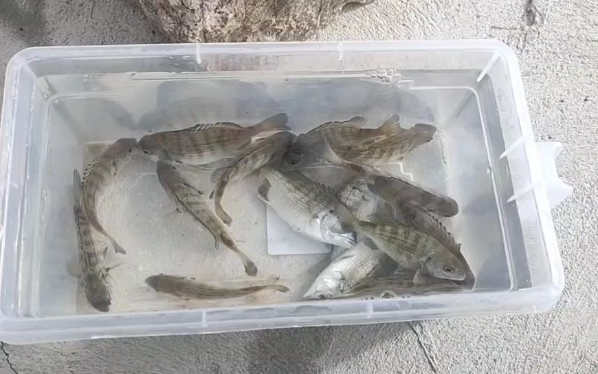 60岁大叔码头海钓多宝鱼连杆不断 码头海钓 海钓鲈鱼黑头鱼