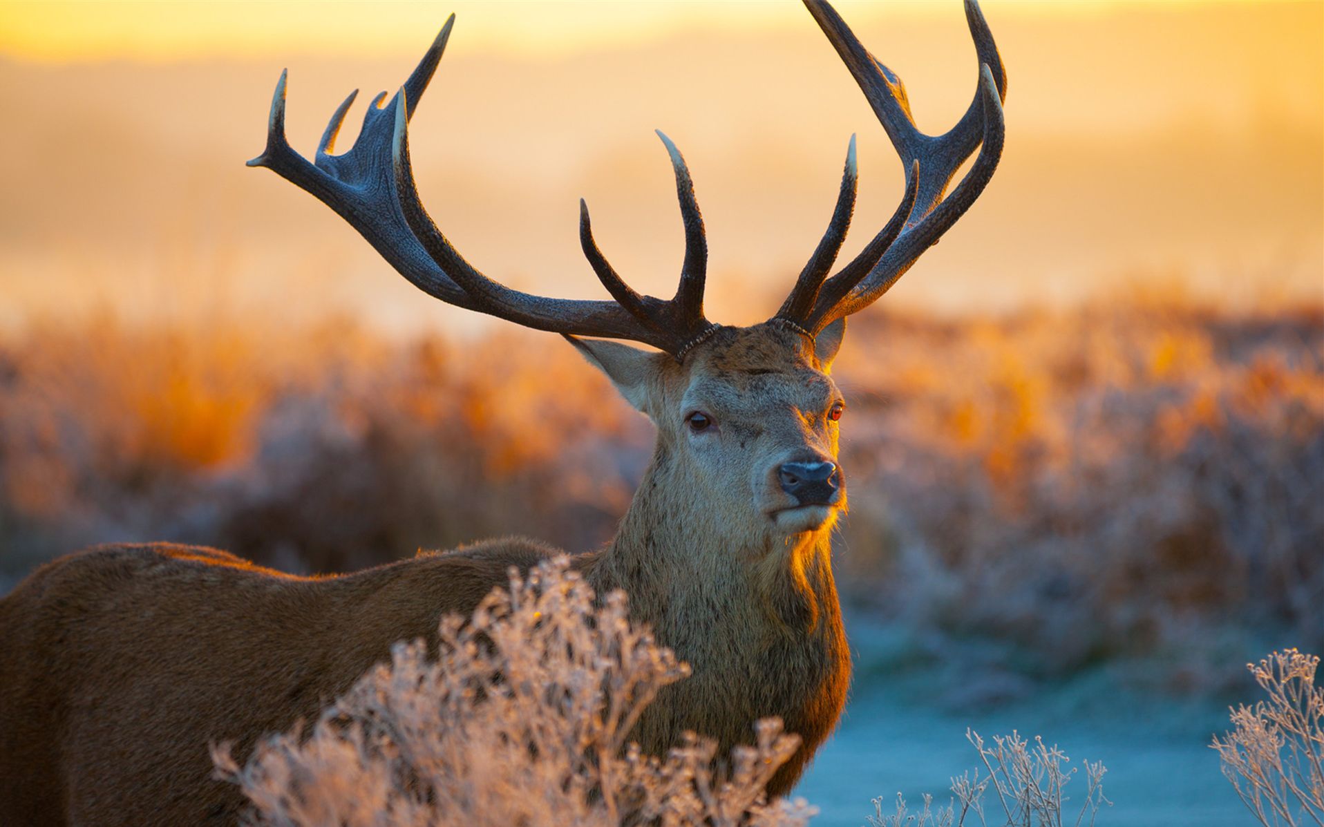麋鹿不再迷路华南农业大学濒危动植物课程期末考核
