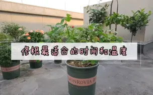 月季花的修根（一）修根前的准备工作和注意事项。