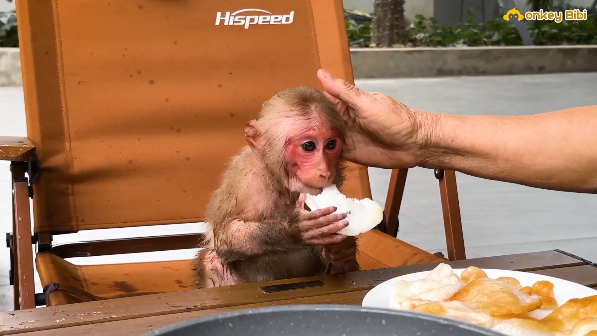 猴子比比和奶奶一起吃蛋糕,一边游泳很开心