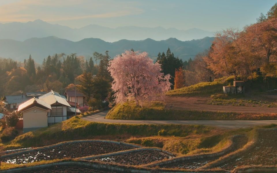 【4k超高清日本】漫步长野县小川村的满开的樱花 2023.