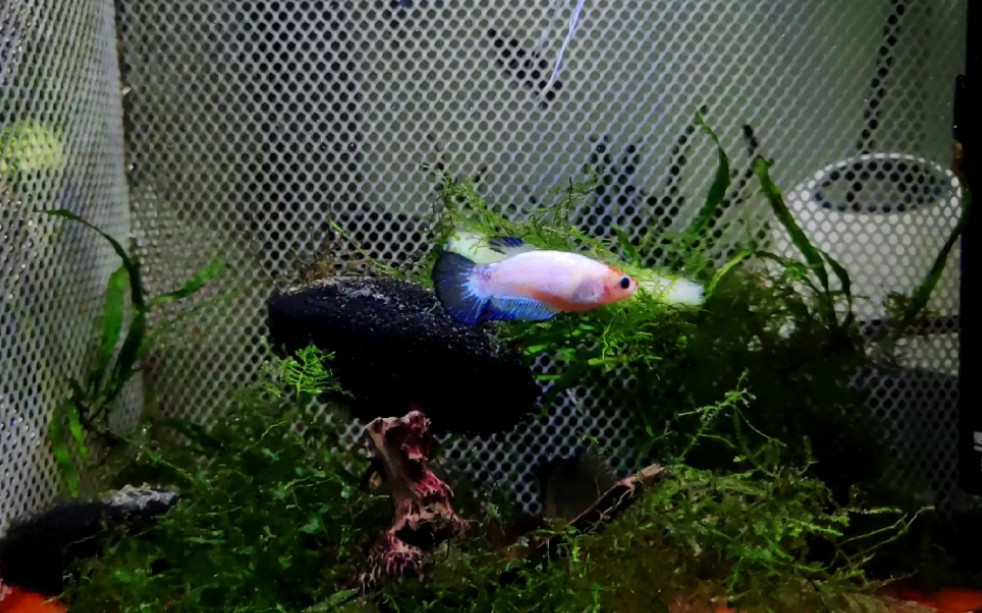 燕鱼杂交交流一下