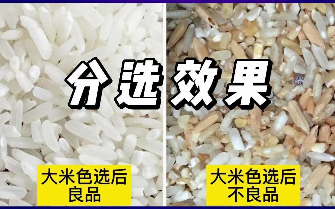 大米色选机160通道客户现场案例 小型碾米机色选机糙米精米机厂家哔哩哔哩bilibili