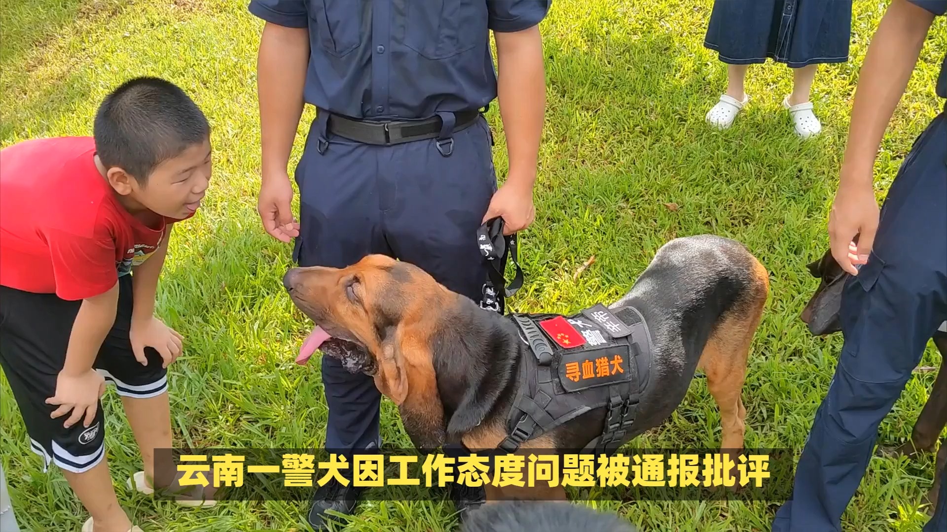 云南一警犬因上班没精神被通报批评哔哩哔哩bilibili