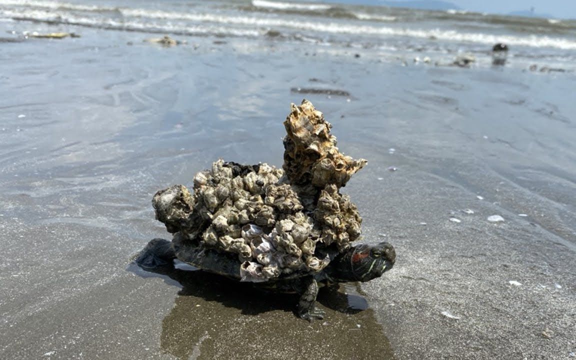 小海龟的身上长满藤壶压力太大,外国友人不吃海鲜也要耐心营救!_哔哩