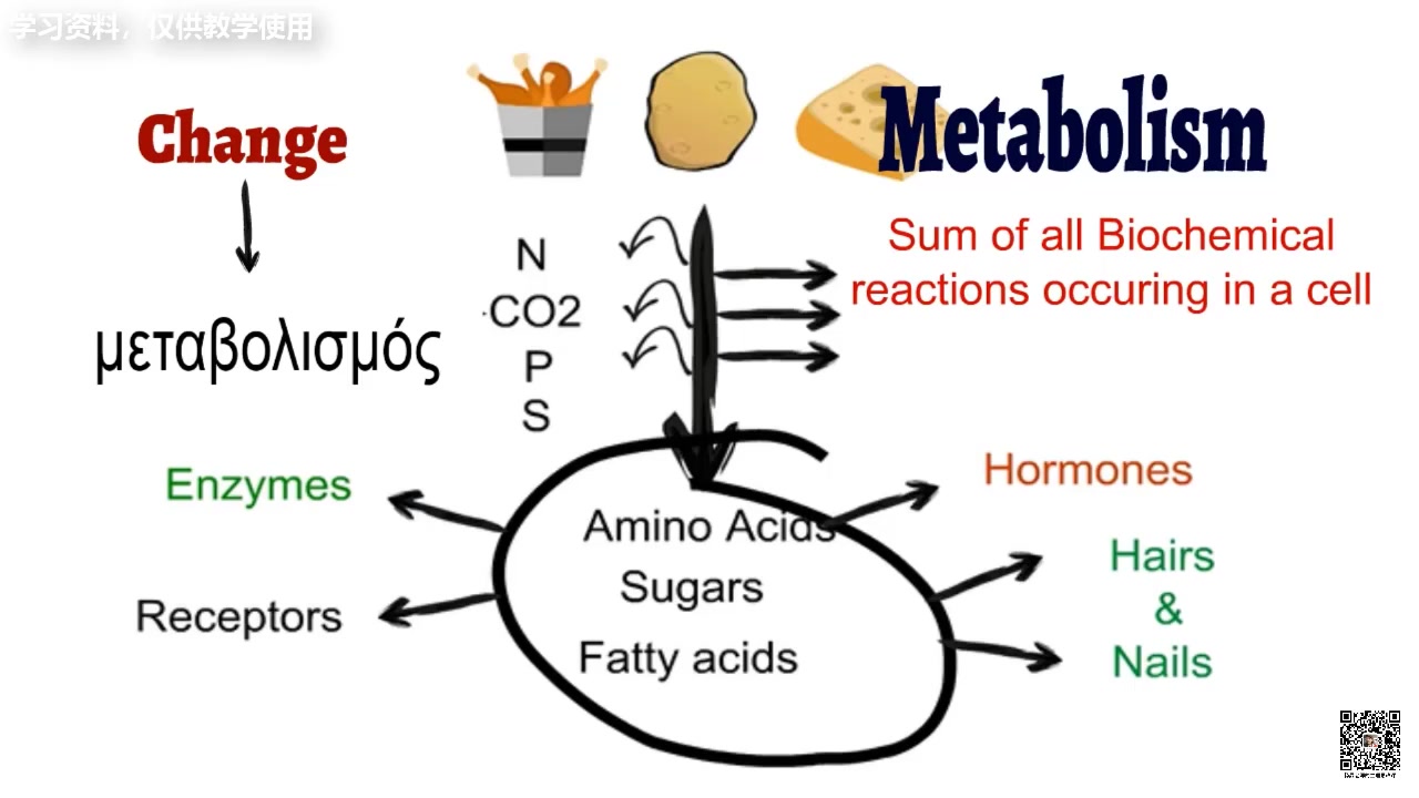 什么是能量代谢哔哩哔哩bilibili