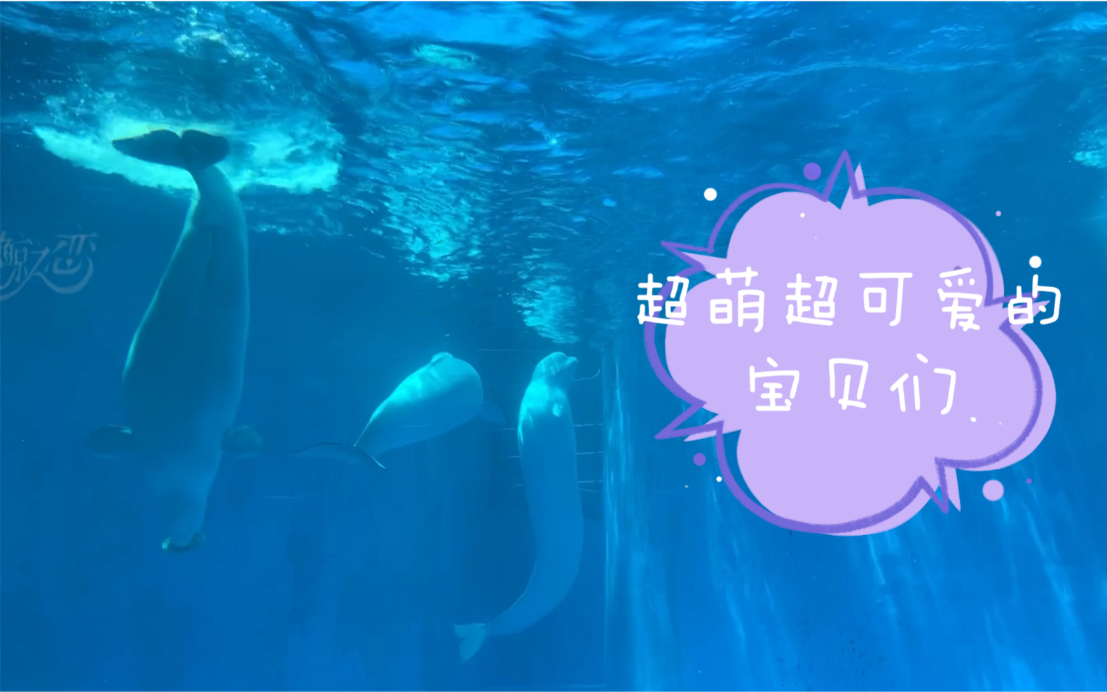 成都海昌海洋馆哔哩哔哩bilibili