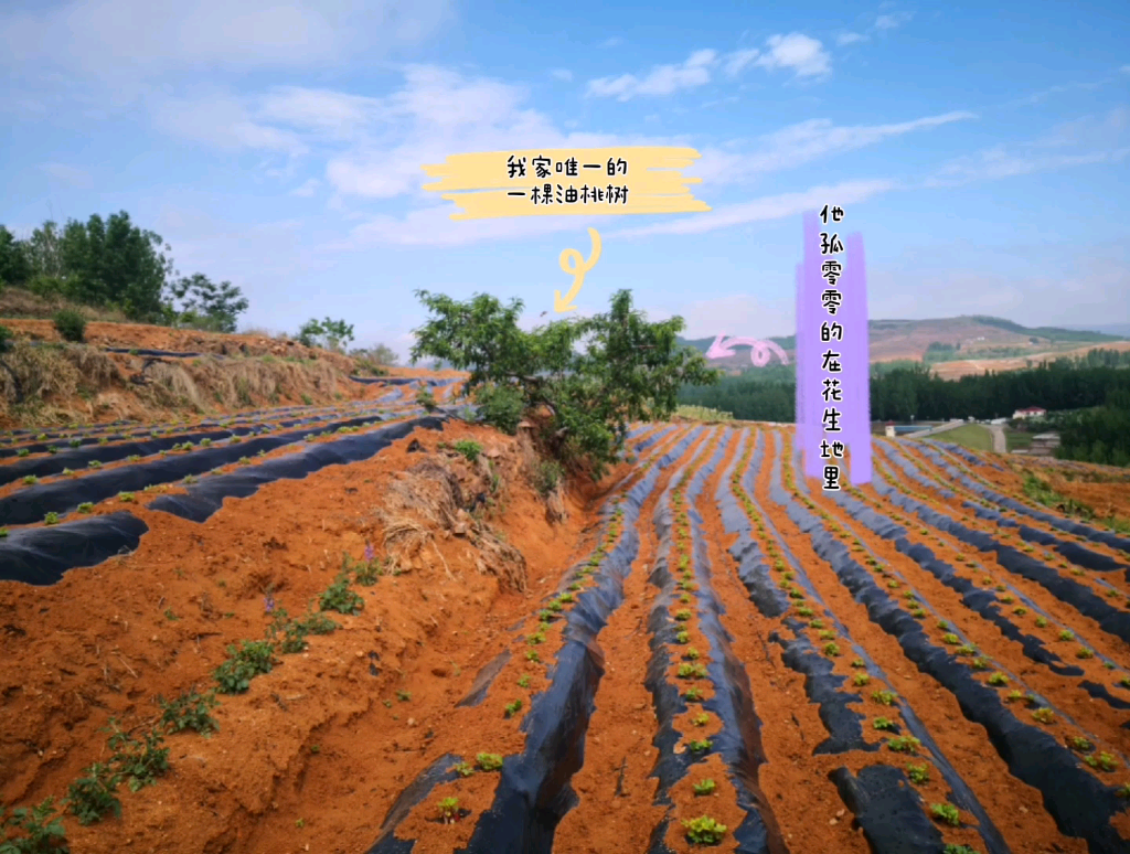 雨后的清晨空气中混合着泥土的清香在高