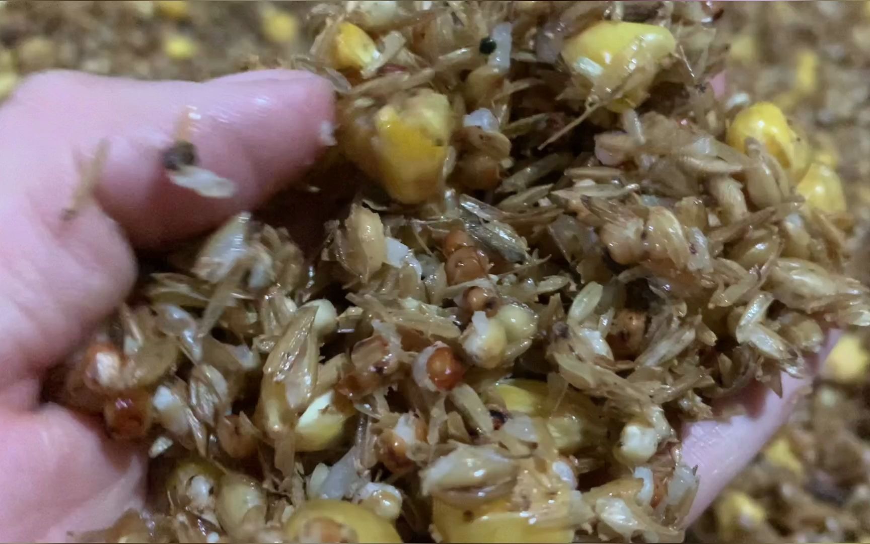 酿酒工艺糖化培菌对温度掌握非常重要,原来纯粮酒工艺这么复杂