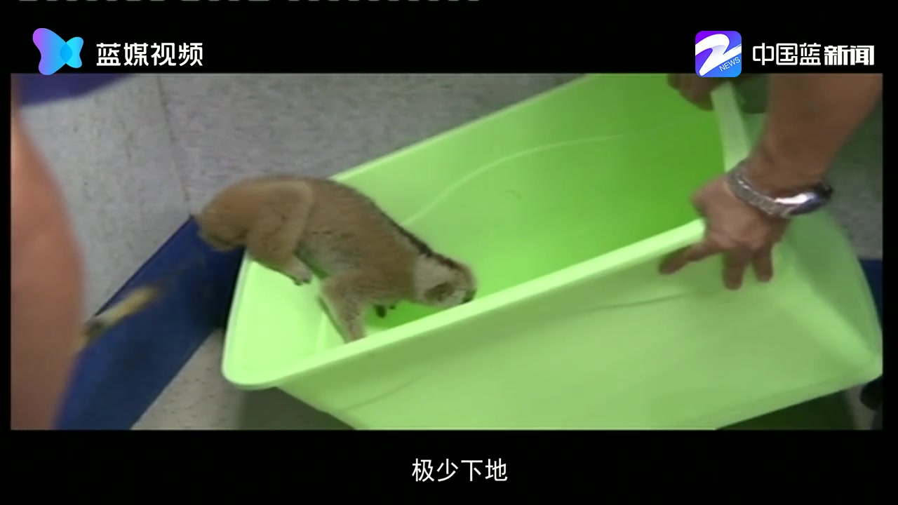 【神兽回归记】猴子界的“闪电” 世界自然保护联盟易危物种蜂猴惊现浙江景宁哔哩哔哩bilibili