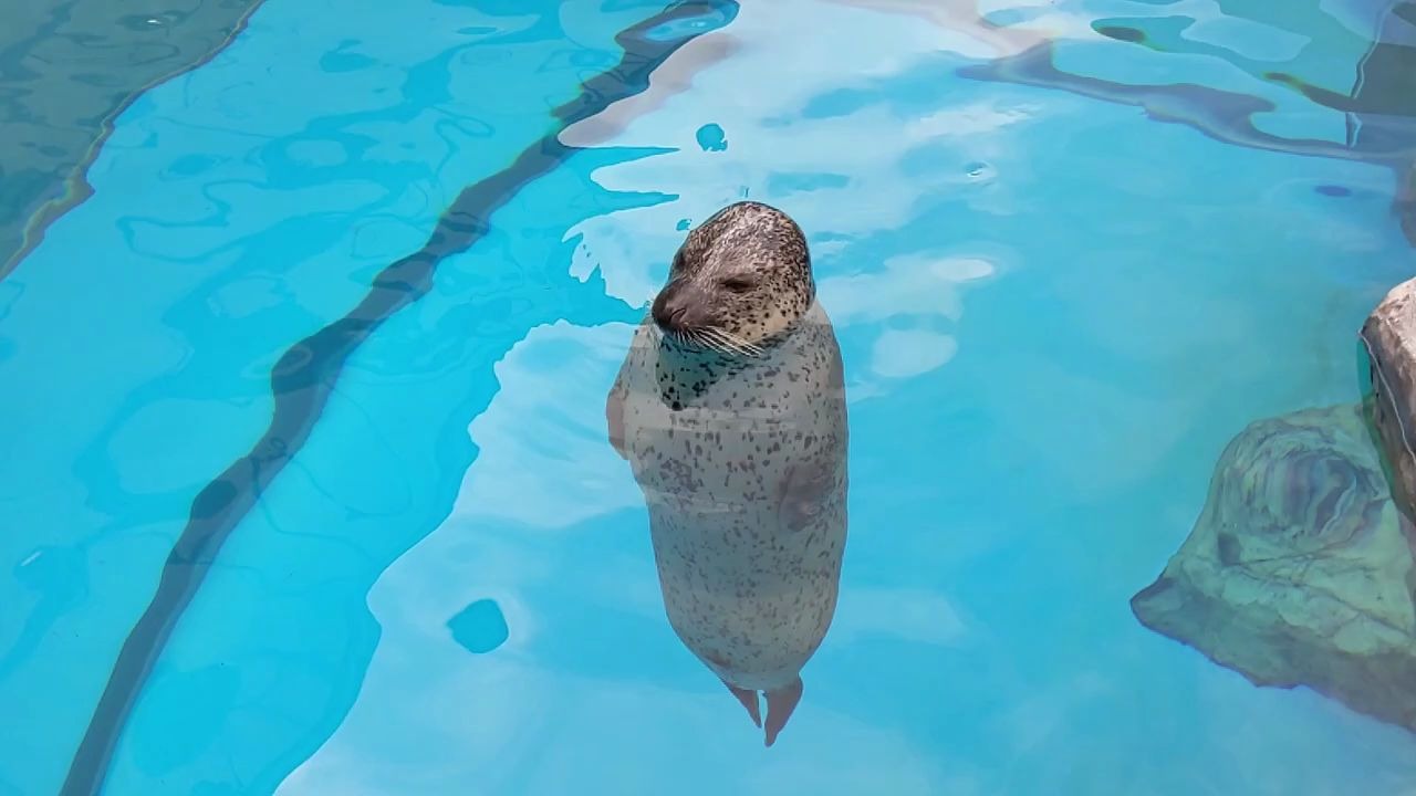 活动  日本旅游 - 男鹿水族館超可爱海豹水中站立