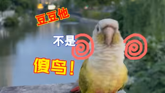 【小太阳鹦鹉】我养的不是傻鸟！
