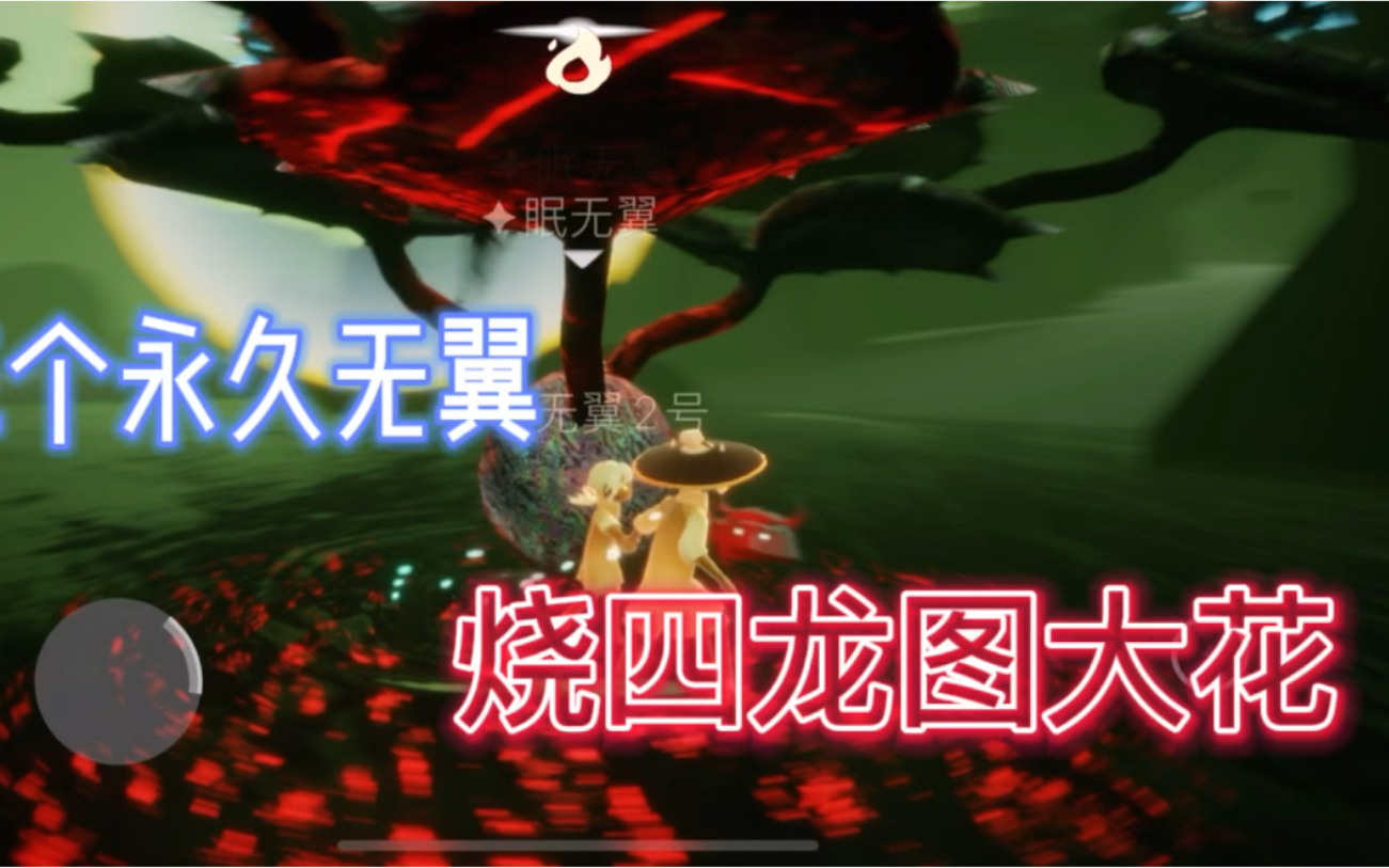 sky光遇 | 永久无翼挑战四龙图大花!