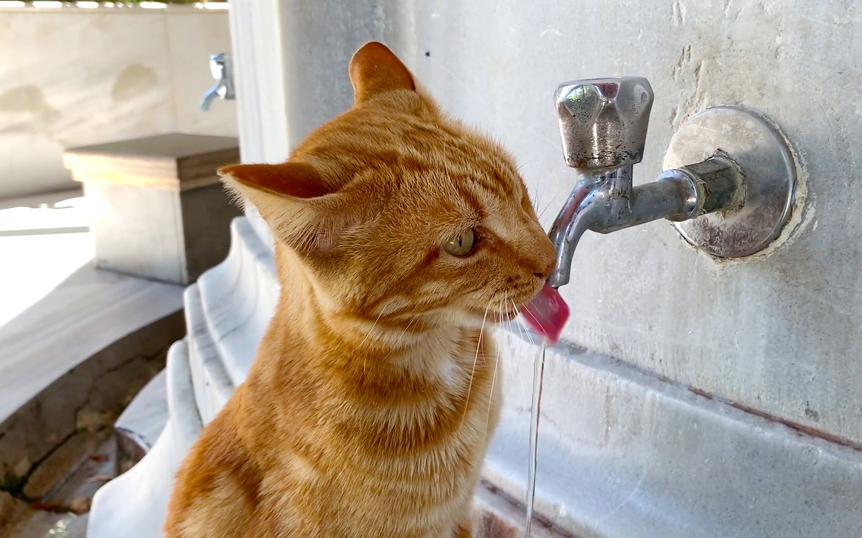 在水龙头下喝水的橘猫,这气质一看就知道是有钱人家的千金!