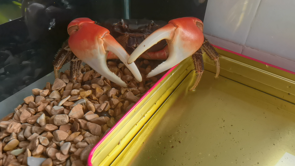 我的巨钳兽-图氏蟹