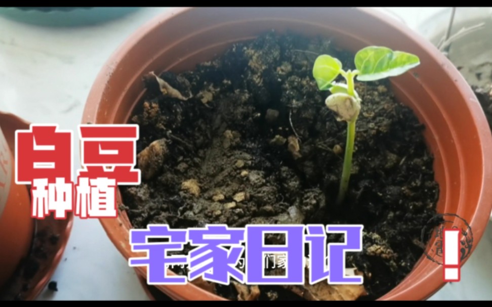 【十一干什么宅在家里种豆子】意外放在花盆里的两个豆子长了好高好高哔哩哔哩bilibili