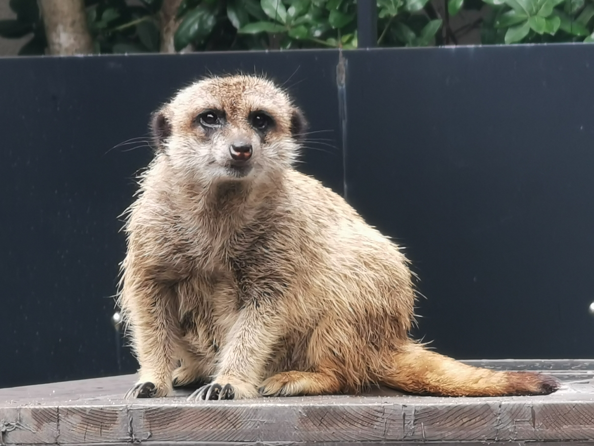 日本东京上野动物园里快乐的小动物们