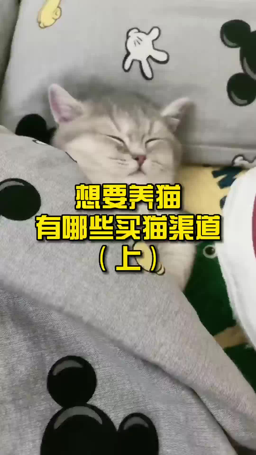 想要养猫有哪些买猫渠道?(上)哔哩哔哩bilibili