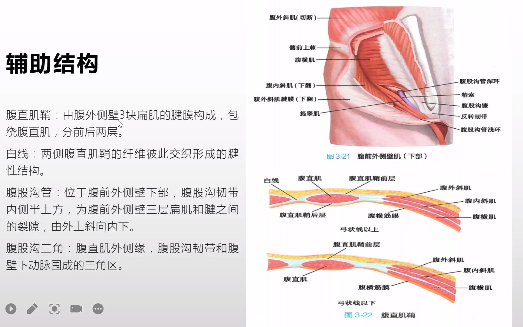 系统解剖学躯干肌之腹肌的后群和辅助结构哔哩哔哩bilibili