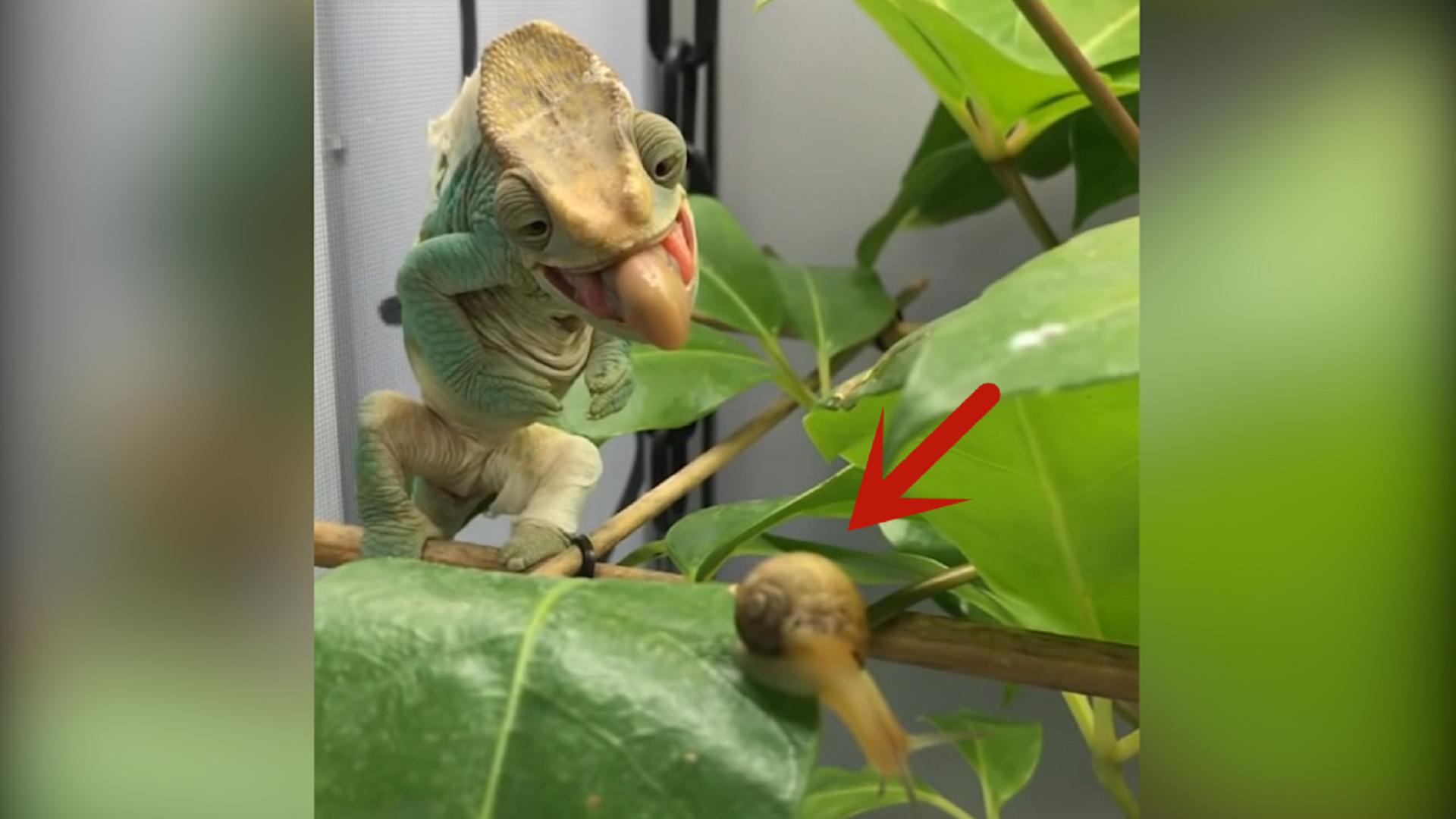 变色龙捕食蜗牛,表情十分猥琐,看完忍住别笑