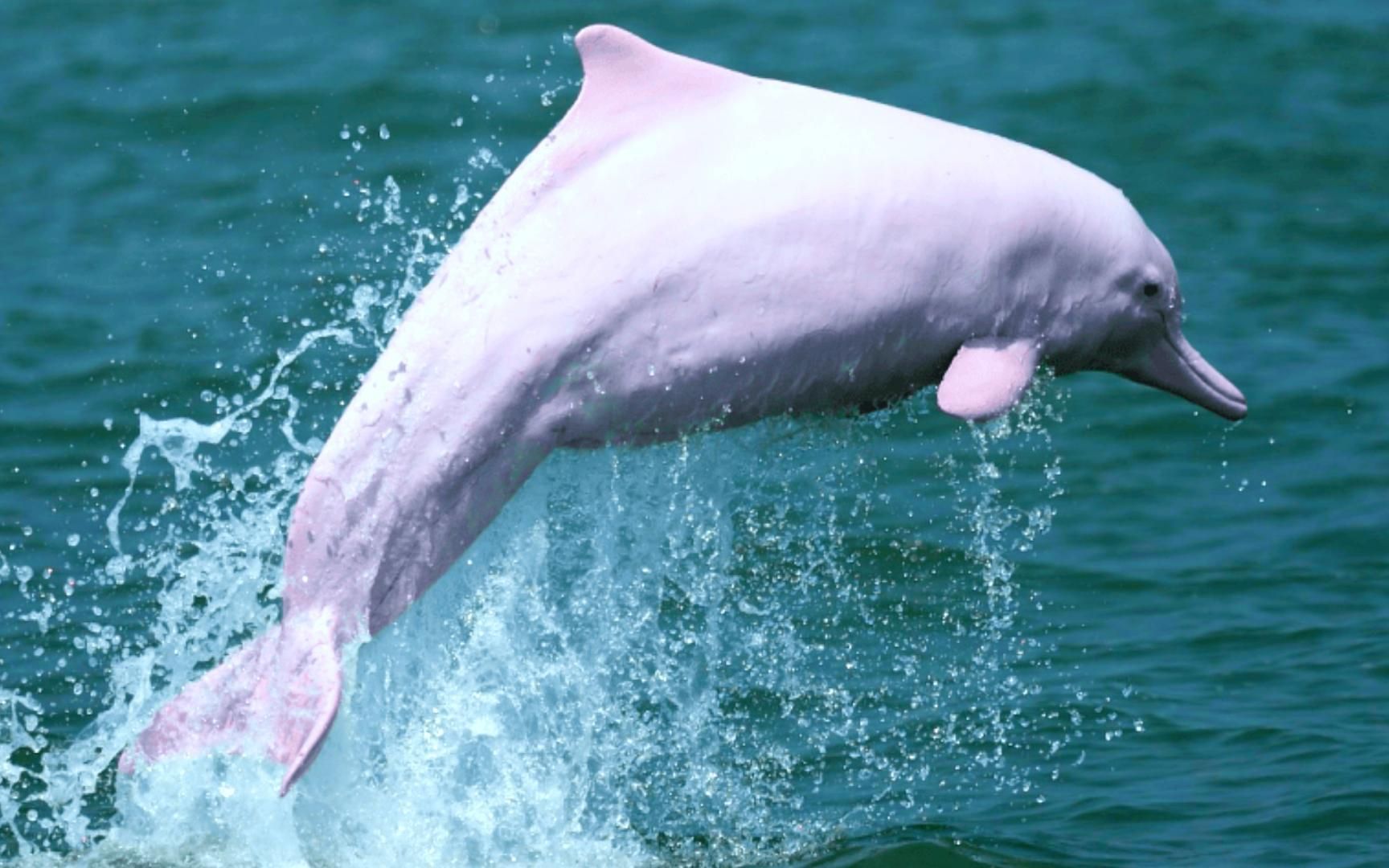 中华白海豚有多神奇?