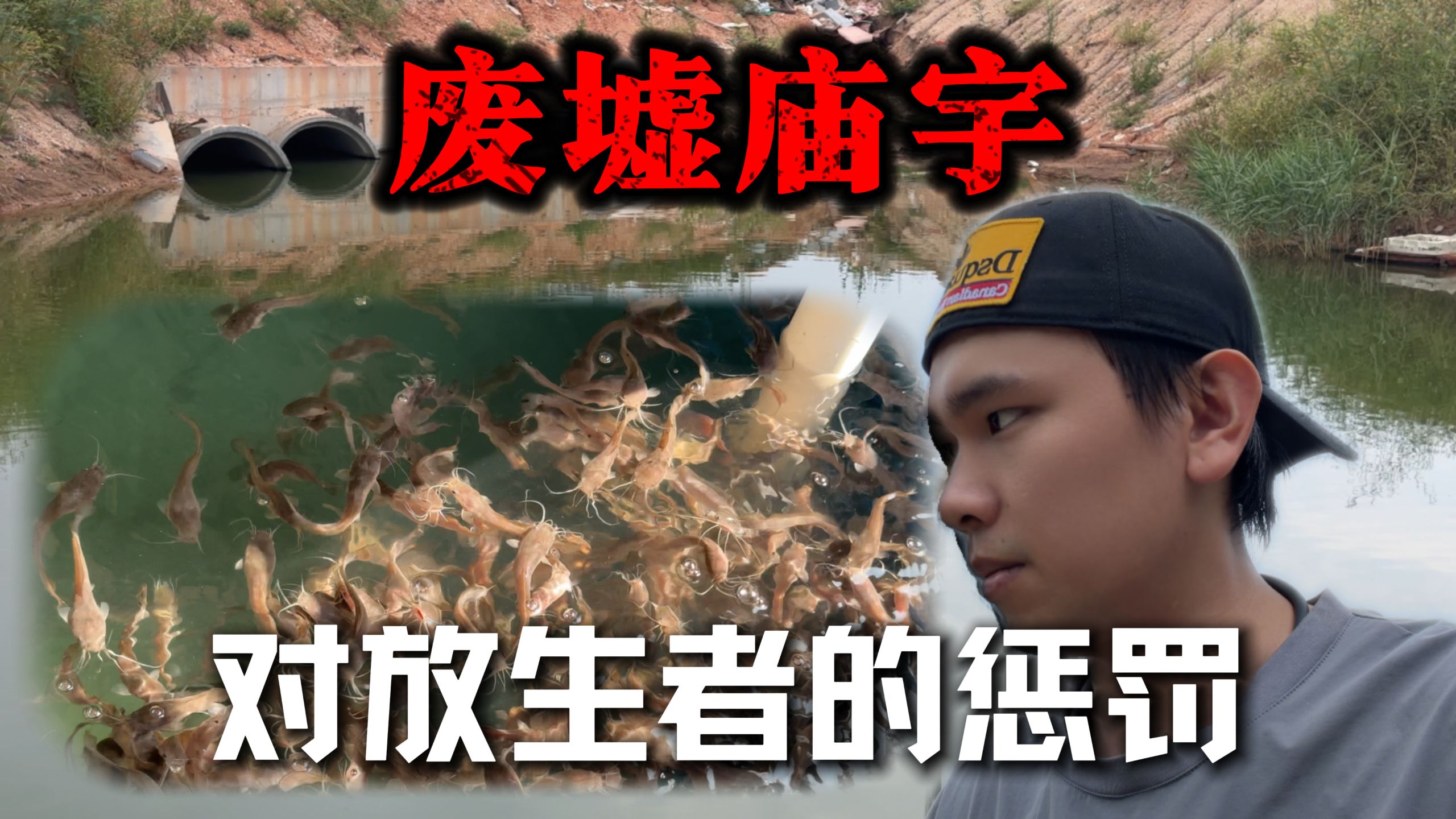 废墟庙宇随意放生，入侵物种大杀四方，挑战抓捕10万条埃及塘鲺！