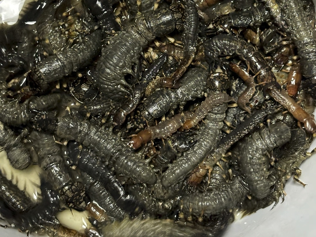 沉浸式体验翻水蜈蚣