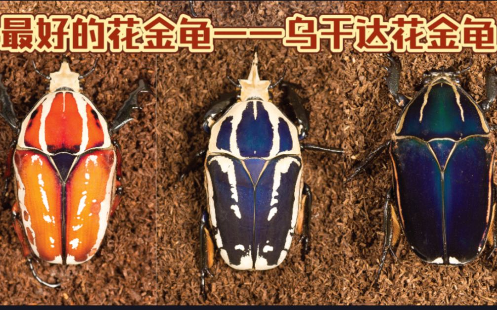 最好的花金龟——乌干达花金龟