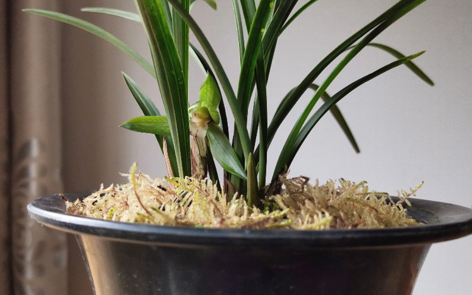 买的假兰花又开了虽然不对版但香味挺好闻