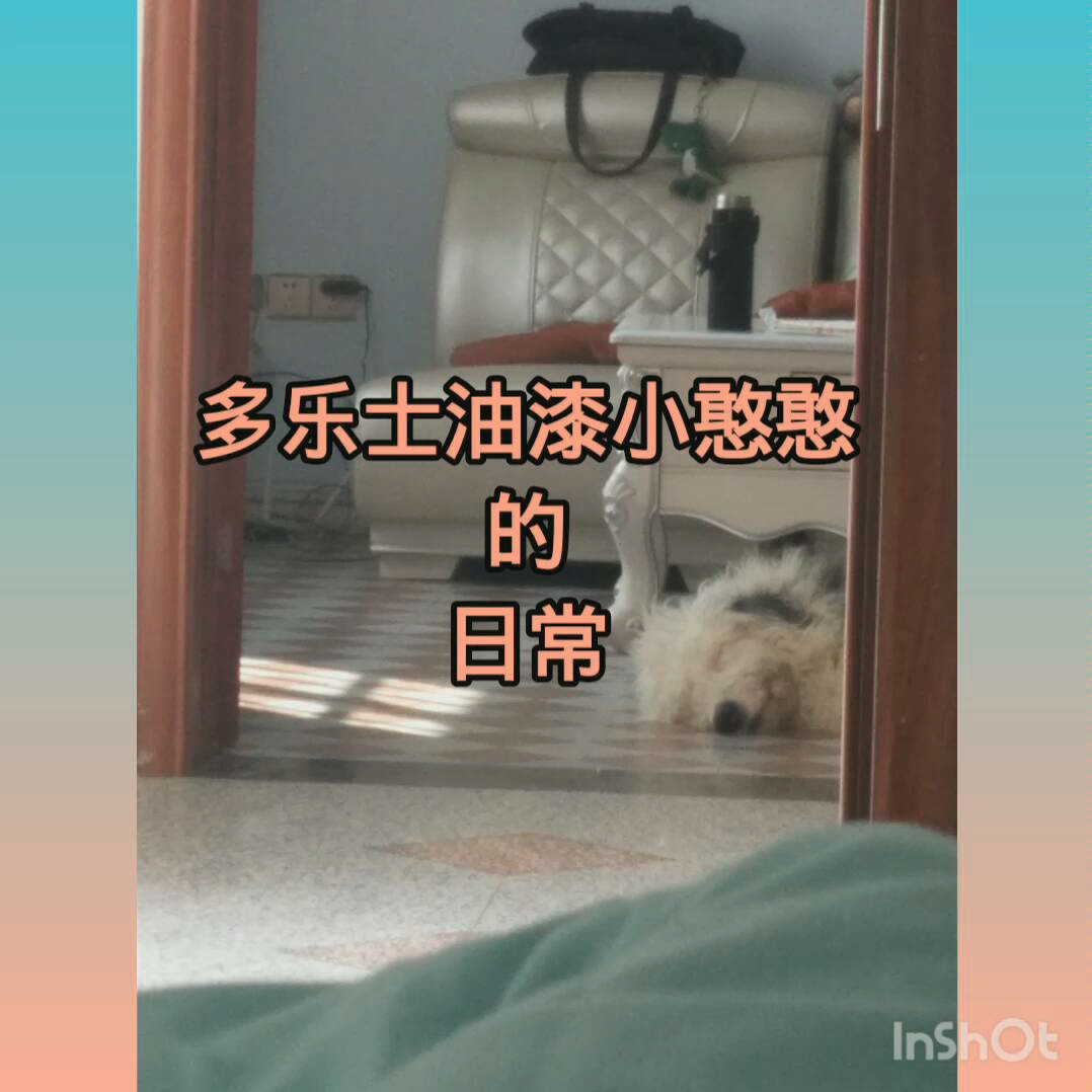 古代牧羊犬多乐士油漆的憨憨时刻(狗狗名字叫油漆)哔哩哔哩bilibili