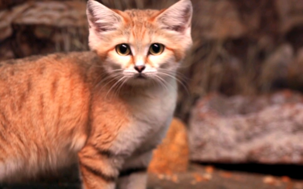 sand cat: the king of the desert