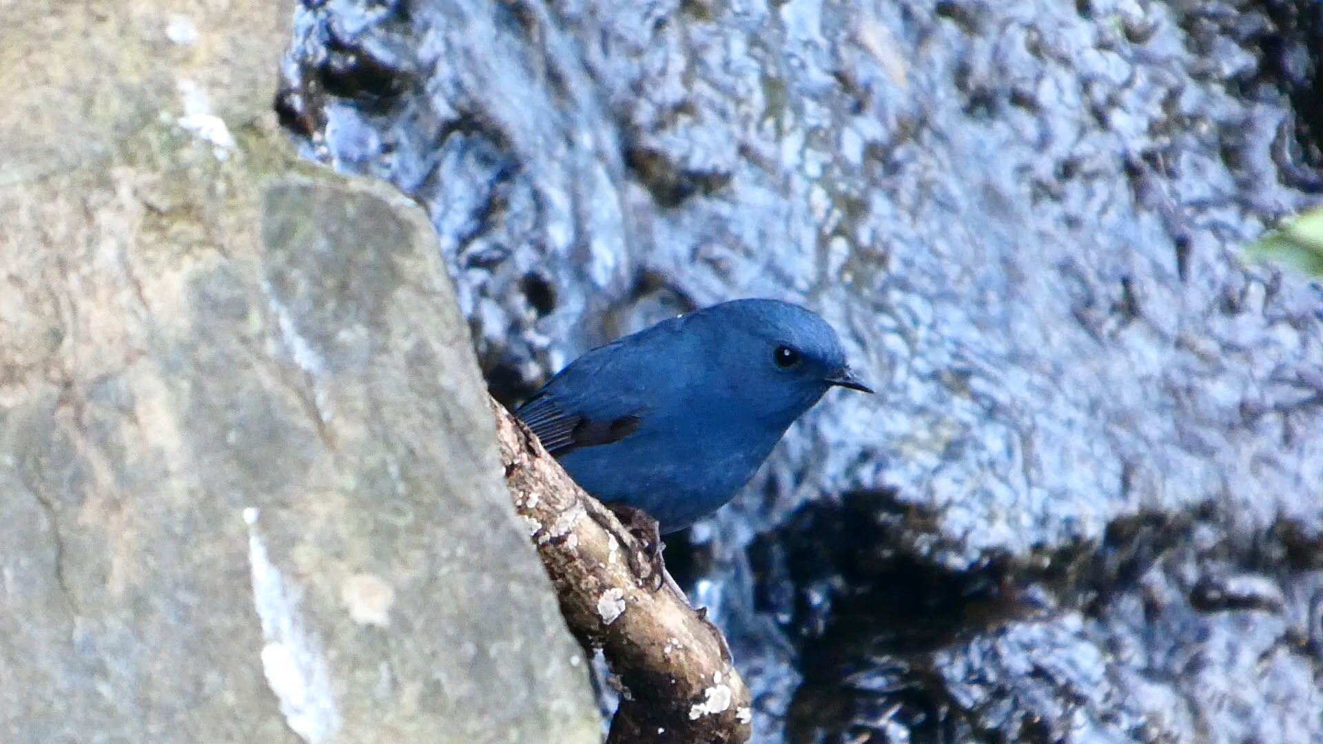 鸣叫的红尾水鸲