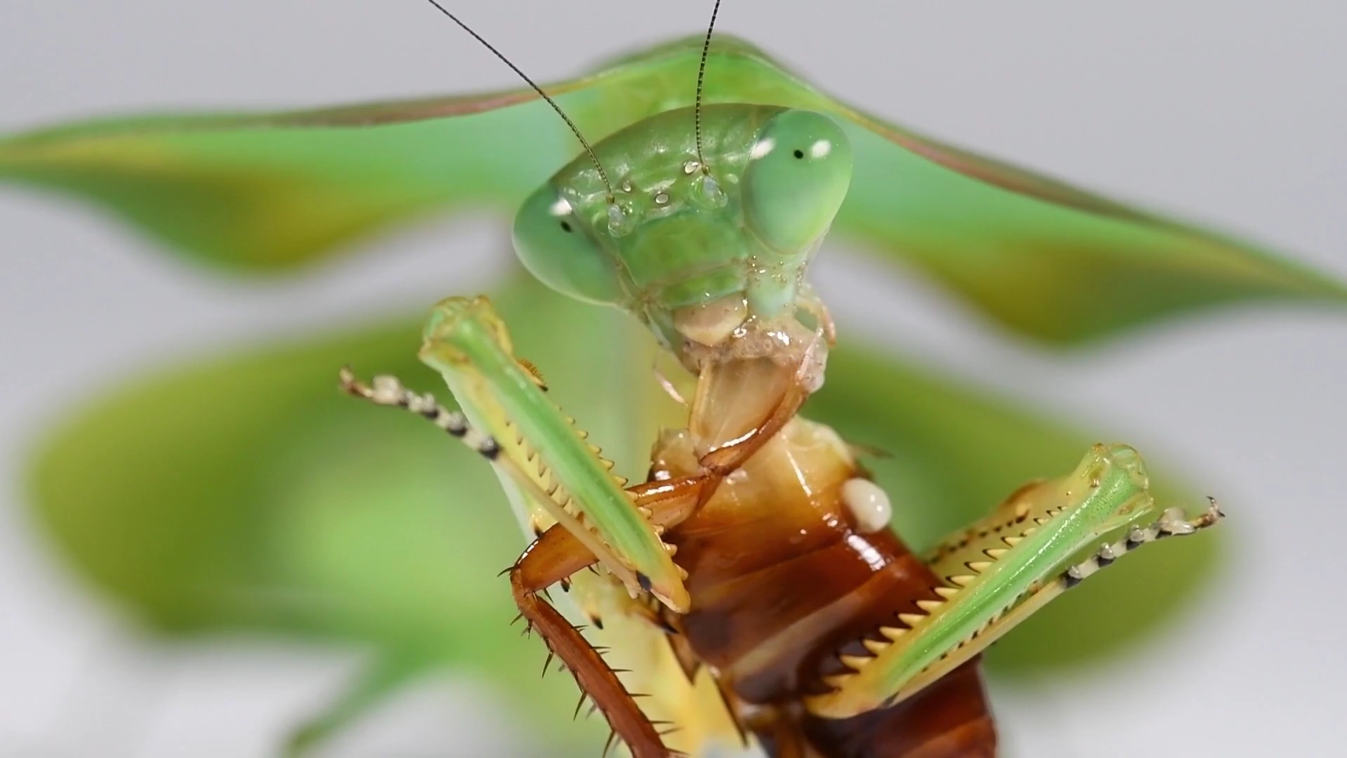 【youtube】斯氏叶背螳(choeradodis stalii)捕食