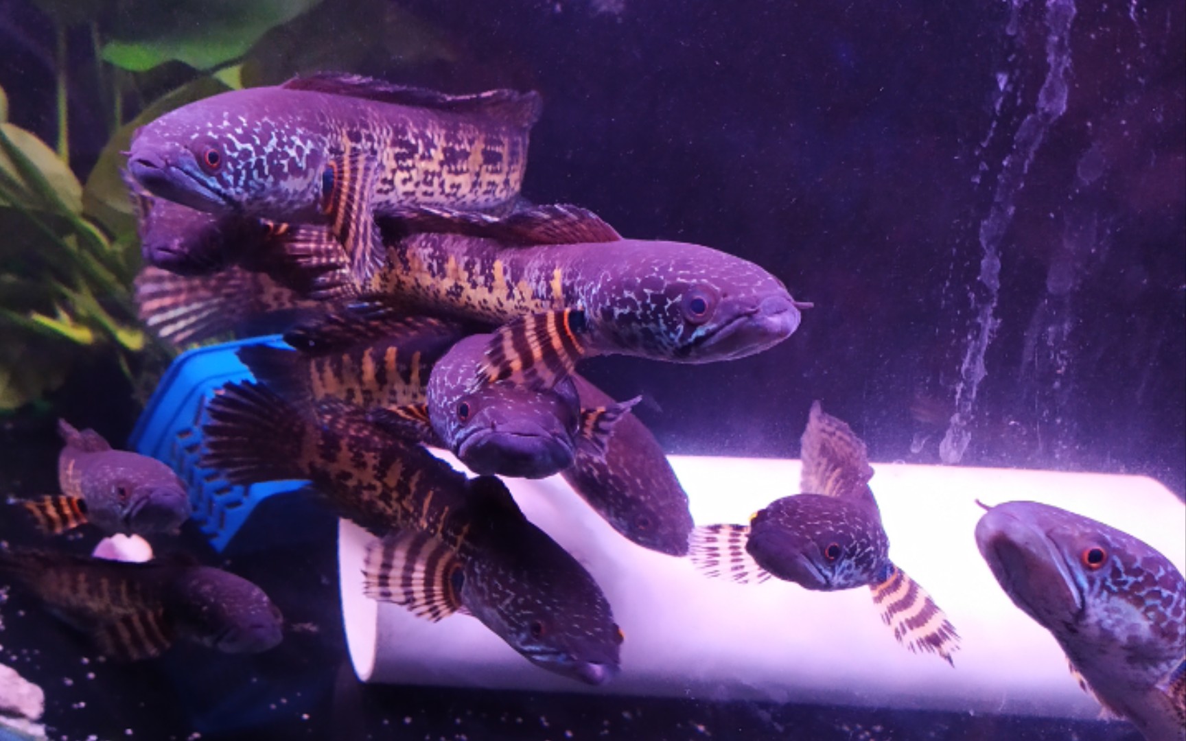 『黄金眼镜蛇雷龙』配对记录第三天