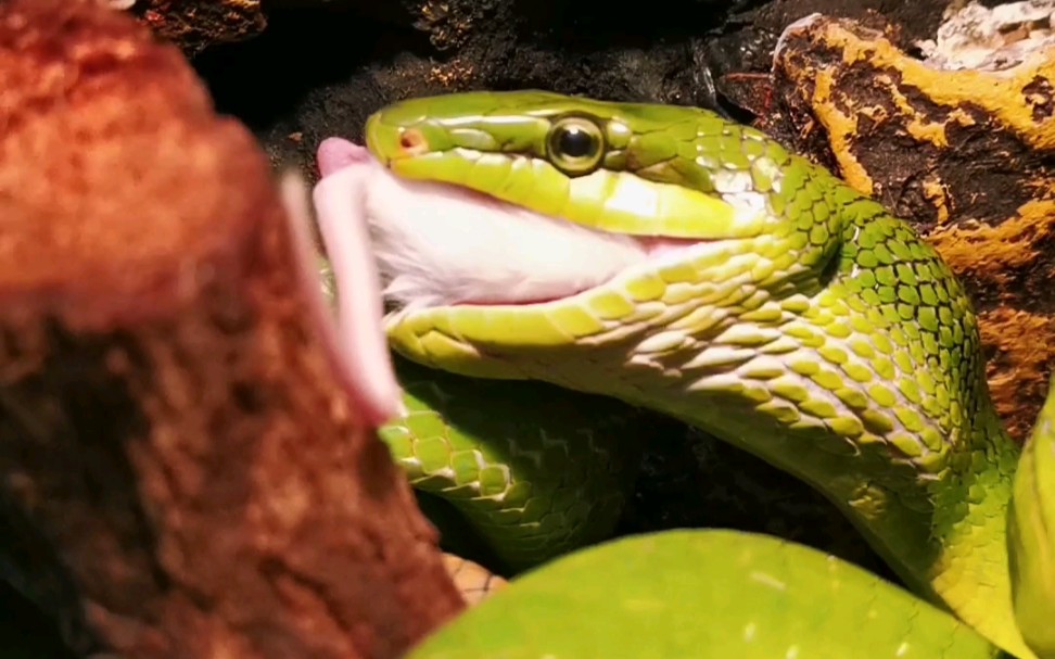 美丽的红尾鼠蛇