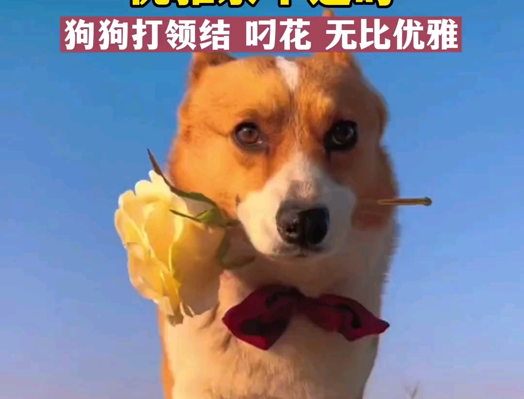 狗狗叼花微笑图片