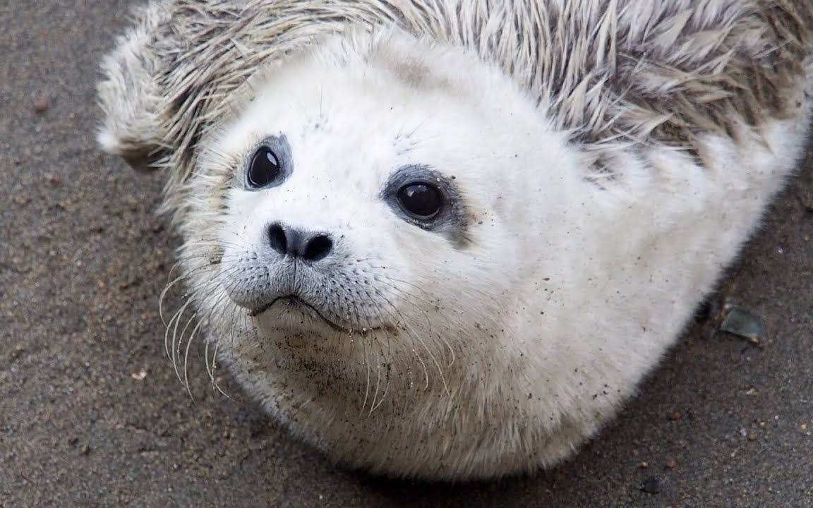 伊豆·三津海洋乐园 萌萌哒小海豹