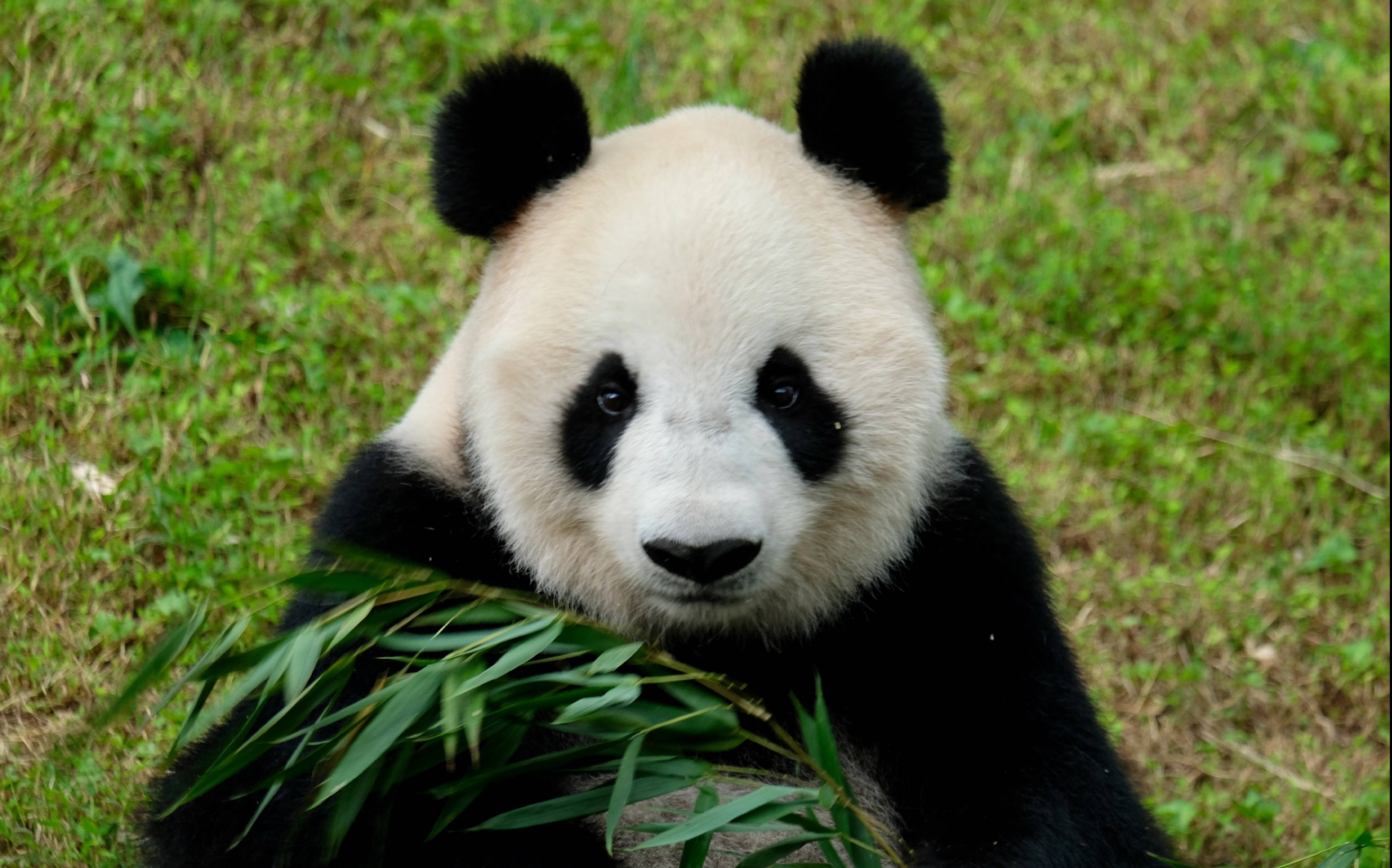 【大熊猫英英】老儿子越狱火了,老娘也不能闲着