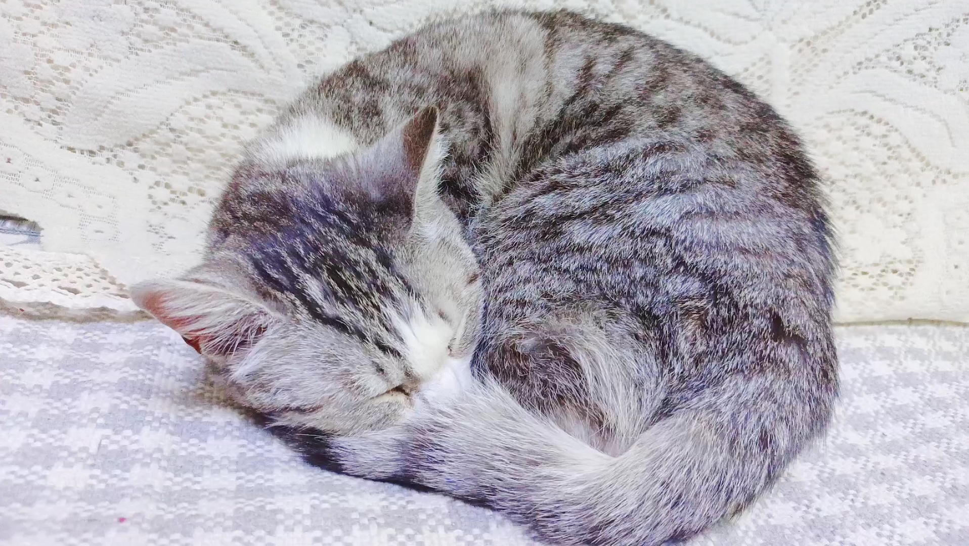 爱睡觉的小懒猫