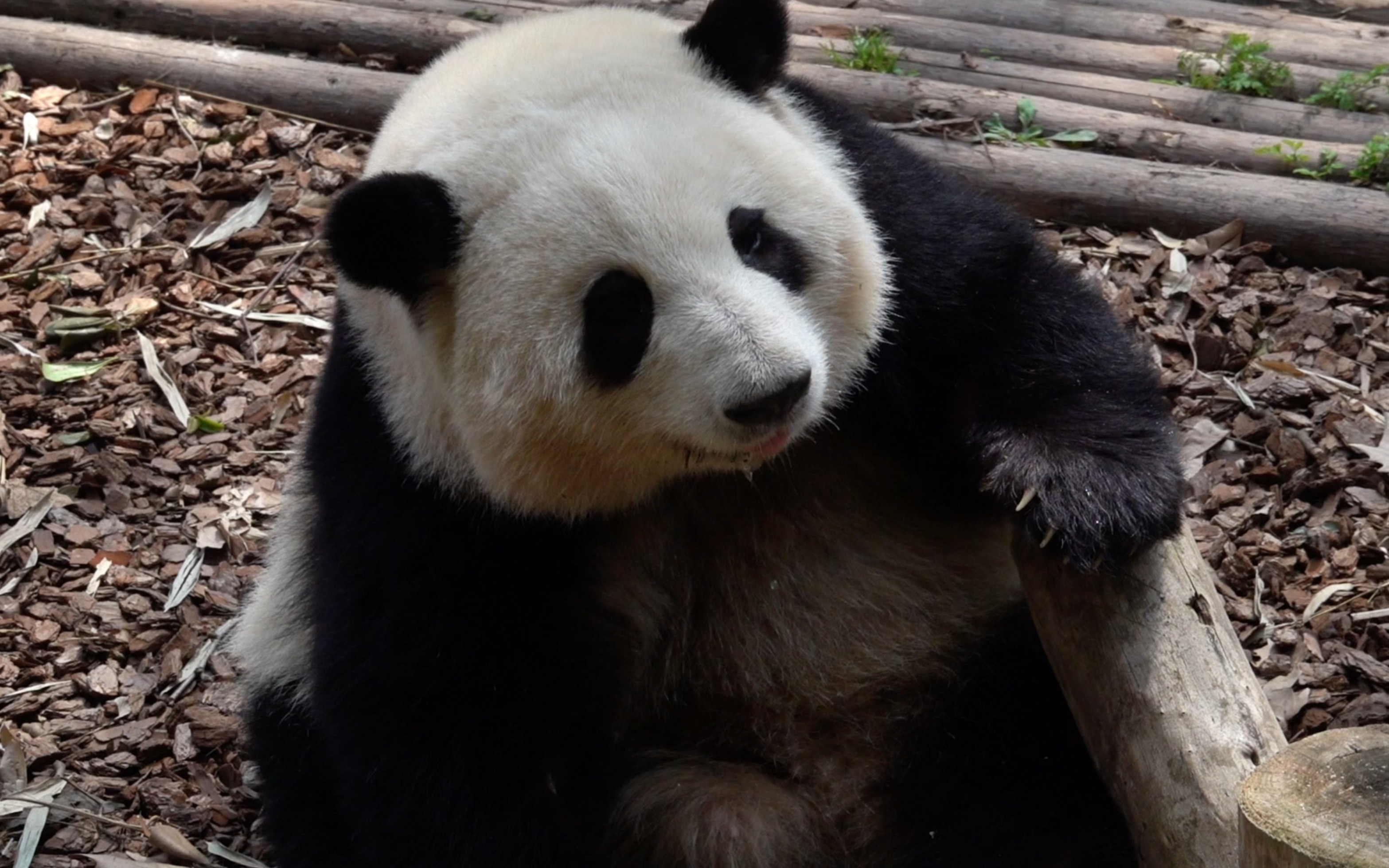3.14提前加餐了,花花抱着竹筒舔的好认真,小鸡怼真可爱98